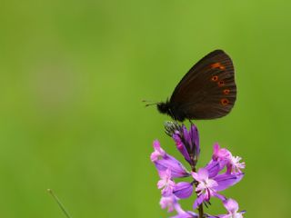 Orman Gzelesmeri (Erebia medusa )