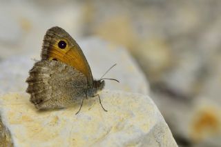 Azeri Esmerperi (Hyponephele zuvandica)