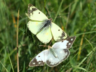 Orman Azameti (Colias hyale)