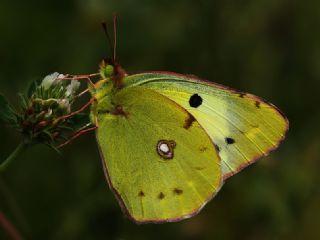 Gzel Azamet (Colias alfacariensis)