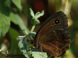 Kara Hayalet (Minois dryas)