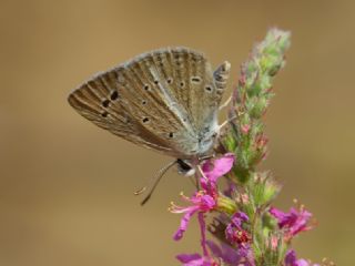 Tr almalar ([unknown genus] n/a)