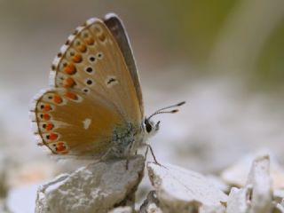 Tr almalar ([unknown genus] n/a)