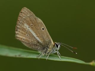 Tr almalar ([unknown genus] n/a)