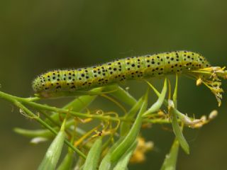 Tr almalar ([unknown genus] n/a)