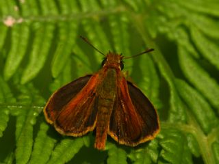 Sar Lekeli Zpzp (Thymelicus acteon)