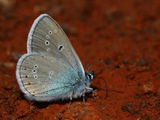 Tr almalar ([unknown genus] n/a)