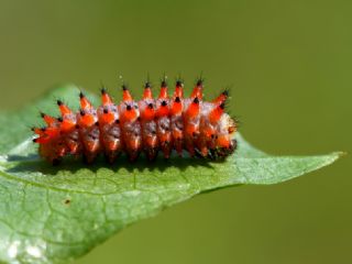 Tr almalar ([unknown genus] n/a)