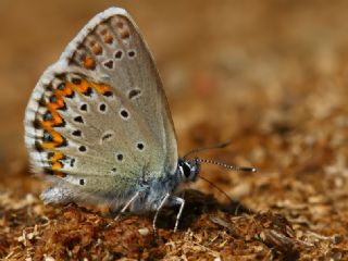 Tr almalar ([unknown genus] n/a)