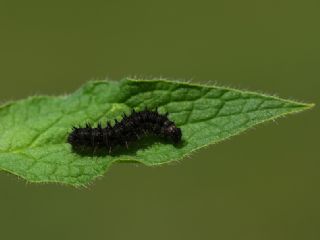 Tr almalar ([unknown genus] n/a)