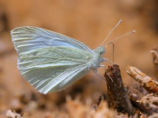 Da Beyazmelei (Pieris ergane)