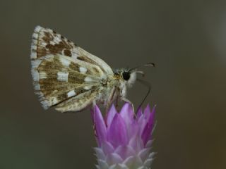 Gzel Zpzp (Pyrgus cinarae)