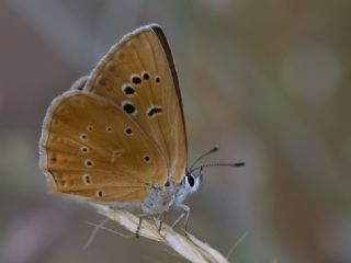 Tr almalar ([unknown genus] n/a)