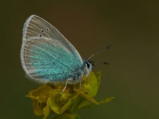 Tr almalar ([unknown genus] n/a)
