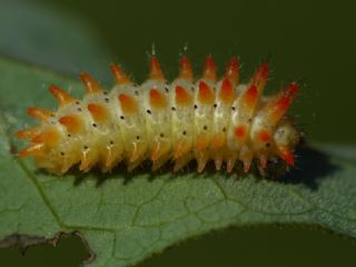 Orman Fistosu (Zerynthia cerisyi)