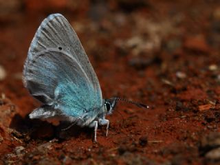 Tr almalar ([unknown genus] n/a)
