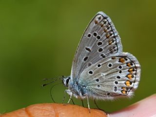 okgzl Eros (Polyommatus eros)