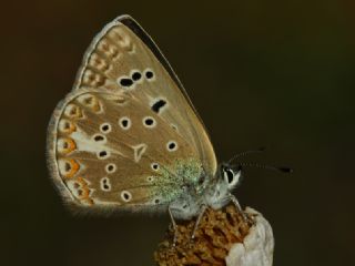 Tr almalar ([unknown genus] n/a)