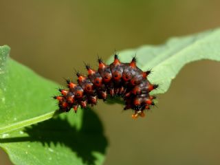 Tr almalar ([unknown genus] n/a)
