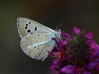 Tr almalar ([unknown genus] n/a)