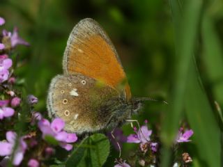 Orman Zpzp Perisi (Coenonympha glycerion)