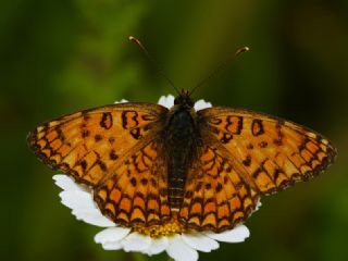 Cezayirli parhan (Melitaea ornata)