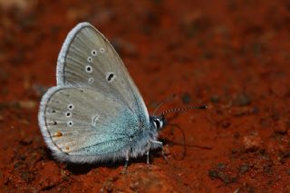 Tr almalar ([unknown genus] n/a)