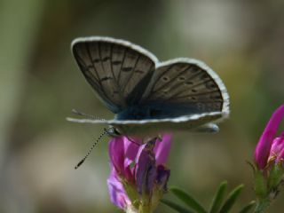 Tr almalar ([unknown genus] n/a)