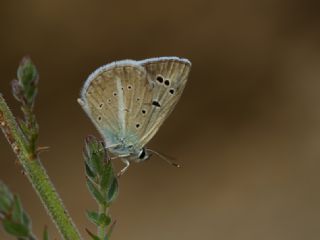 Tr almalar ([unknown genus] n/a)