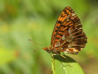 Morinci (Clossiana dia)