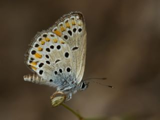 Tr almalar ([unknown genus] n/a)