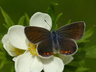 Tr almalar ([unknown genus] n/a)