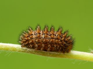 Tr almalar ([unknown genus] n/a)