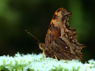 Tr almalar ([unknown genus] n/a)
