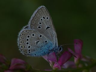 Tr almalar ([unknown genus] n/a)