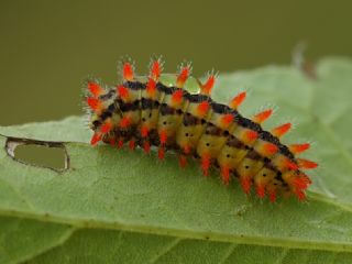 Orman Fistosu (Zerynthia cerisyi)