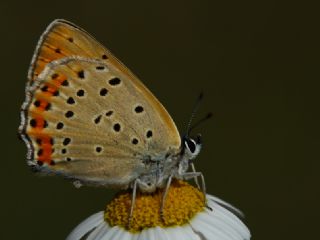 Tr almalar ([unknown genus] n/a)