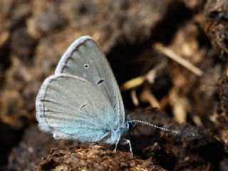 Tr almalar ([unknown genus] n/a)