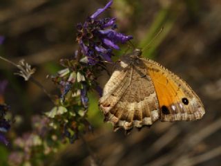 Anadolu Pirireisi (Satyrus favonius)