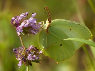 Anadolu Orakkanad (Gonepteryx farinosa)