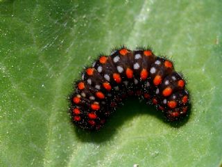 Tr almalar ([unknown genus] n/a)