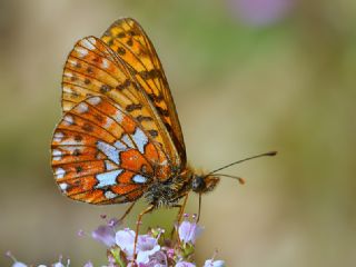 Beyaz nci (Clossiana euphrosyne)