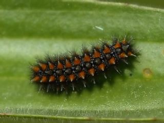 Benekli parhan (Melitaea didyma)
