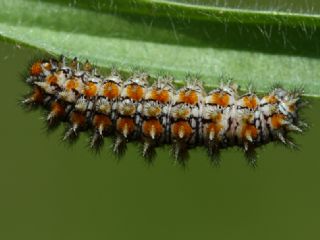 Benekli parhan (Melitaea didyma)