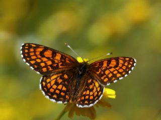 Amannisa (Melitaea athalia)