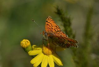 Benekli Byk parhan (Melitaea phoebe)