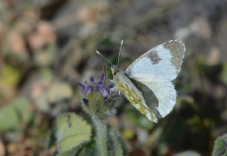 Step Ssls (Anthocharis gruneri)