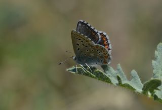 okgzl Anadolu illi Mavisi (Polyommatus ossmar)