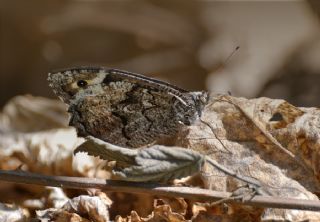 Byk Karamelek (Hipparchia syriaca)