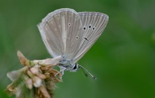 okgzl Anadolu Beyaz (Polyommatus menalcas)
